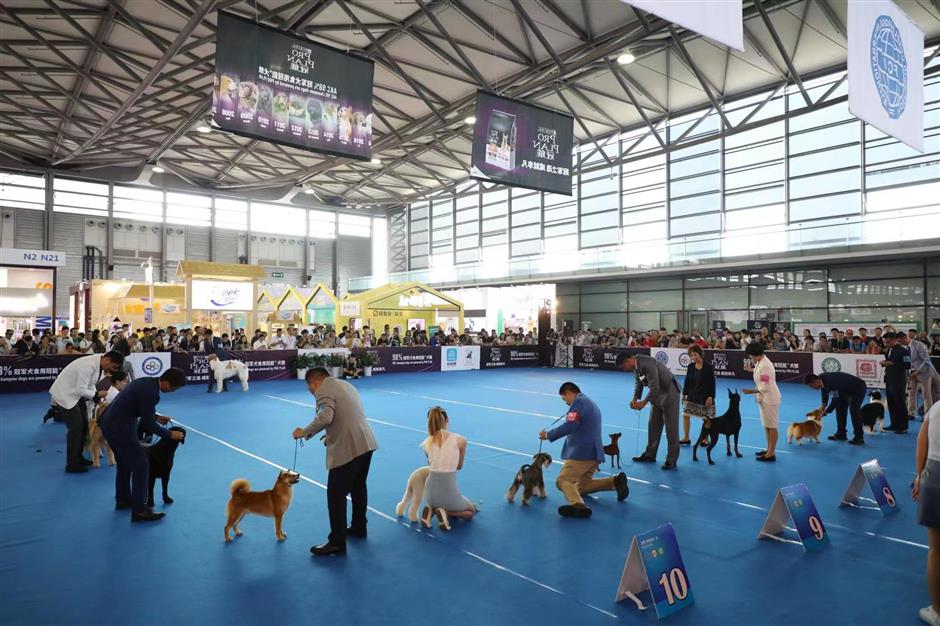 Taking ruff with smooth exhibits at Asia Pet Fair