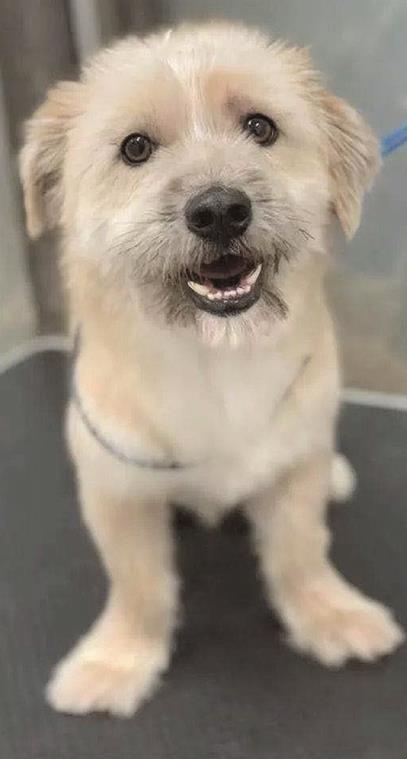 Animal adoption information as of September 20