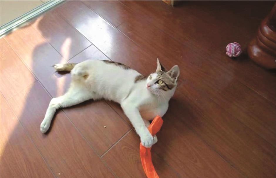 Animal adoption information as of September 20