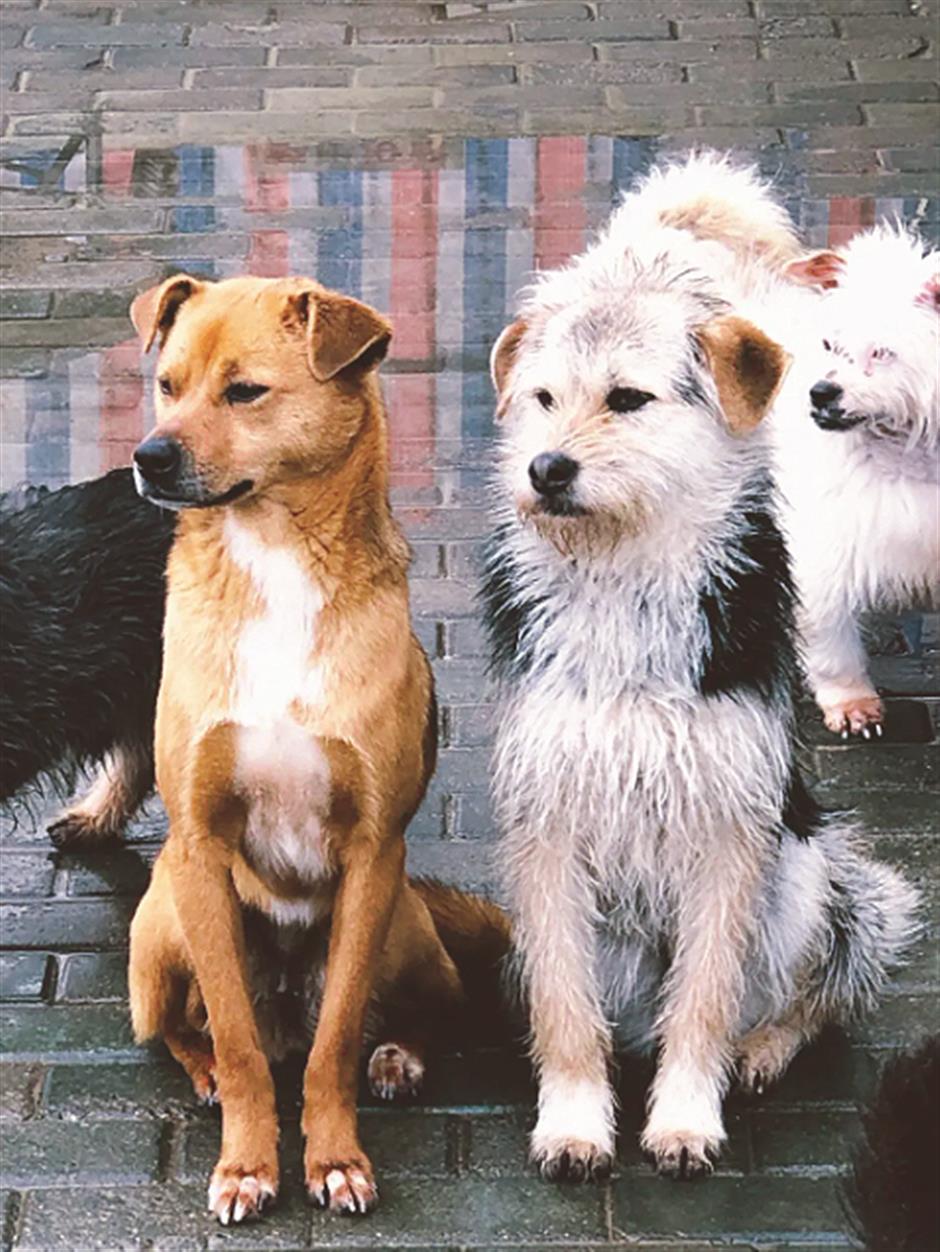 Pandemic inspires more compassion for animals in Wuhan
