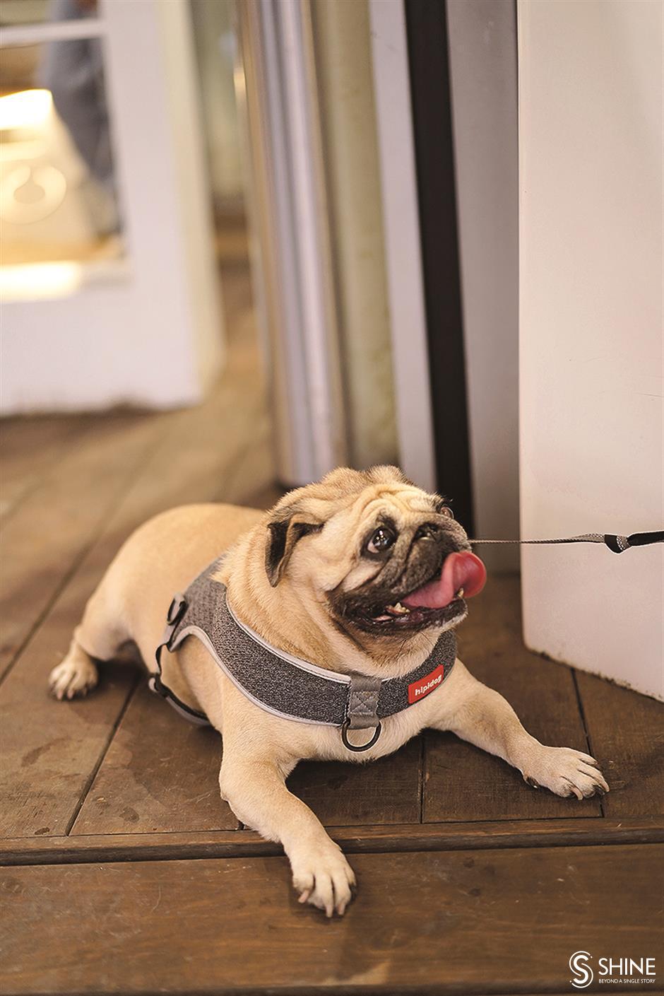 Pandemic inspires more compassion for animals in Wuhan