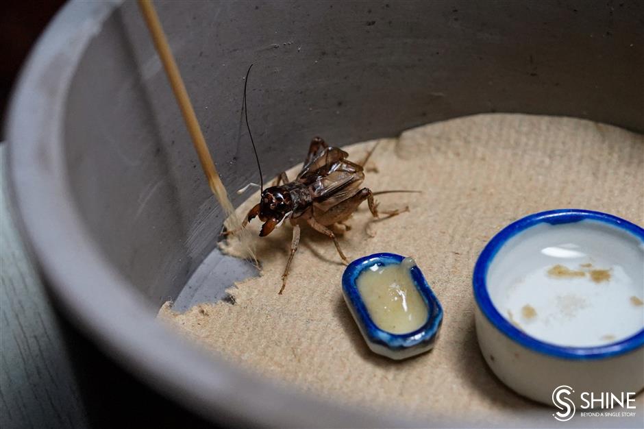 Cricket fighting: A 1,500-year-old hobby still attracts modern fans