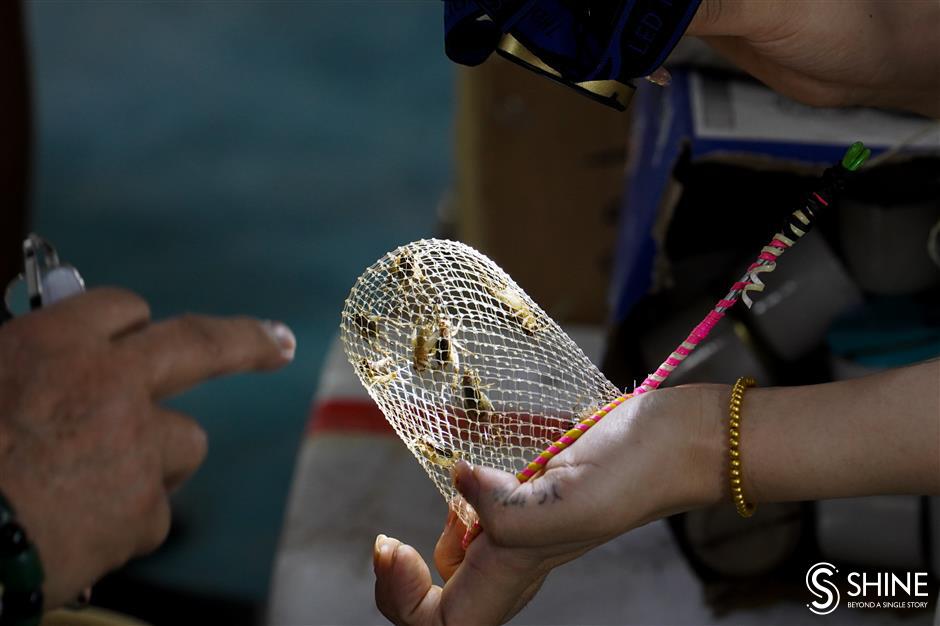 Cricket fighting: A 1,500-year-old hobby still attracts modern fans