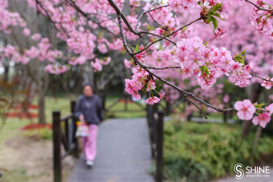 Shanghai's cherry flower festival to bloom next week