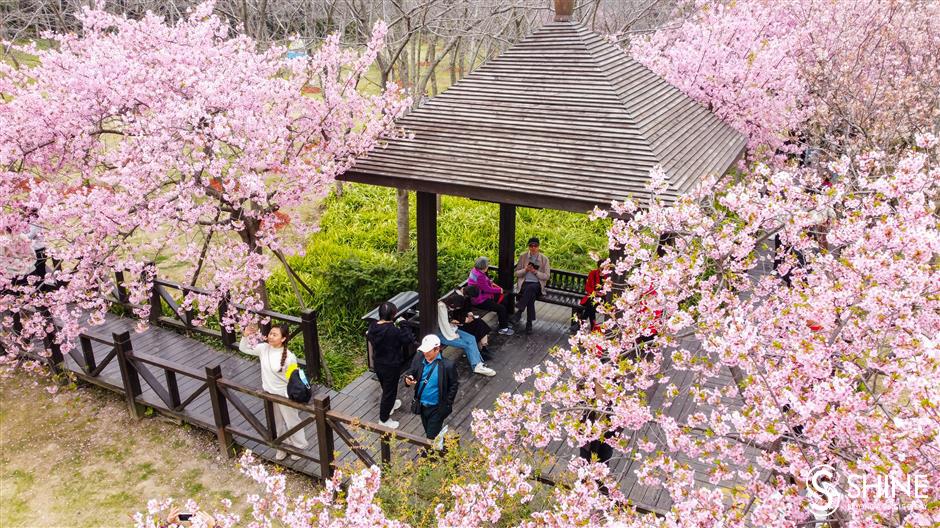 Shanghai's cherry flower festival to bloom next week