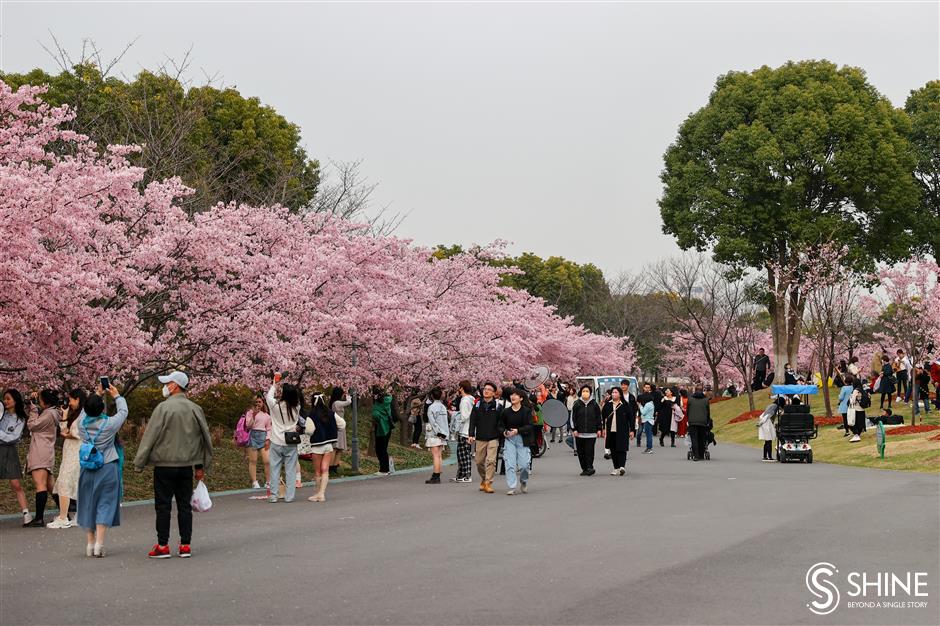 Shanghai's cherry flower festival to bloom next week