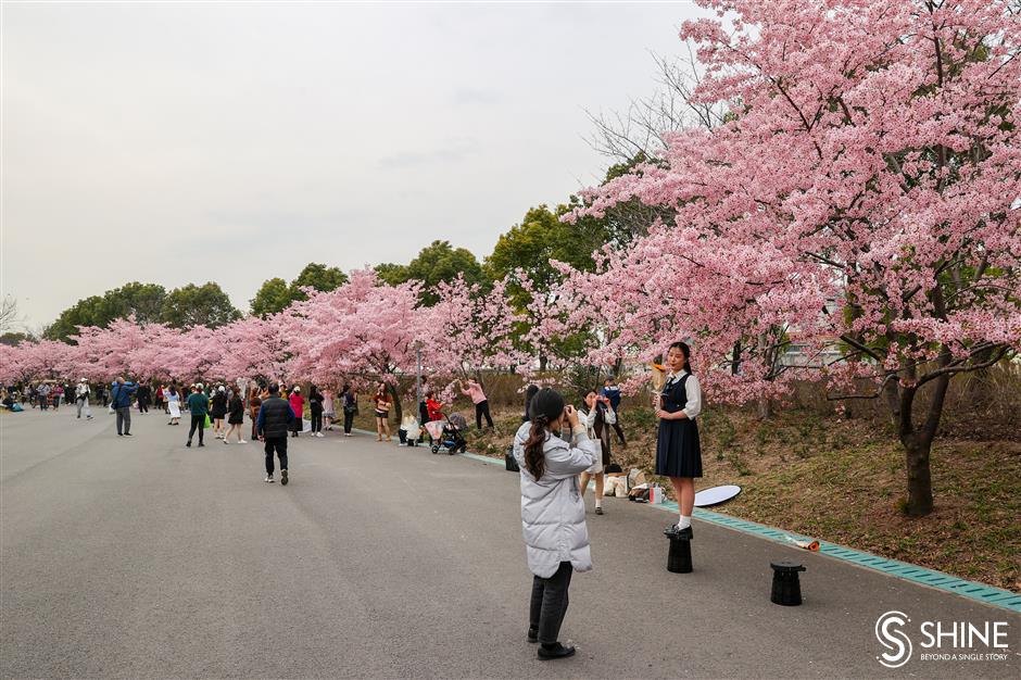 Shanghai's cherry flower festival to bloom next week