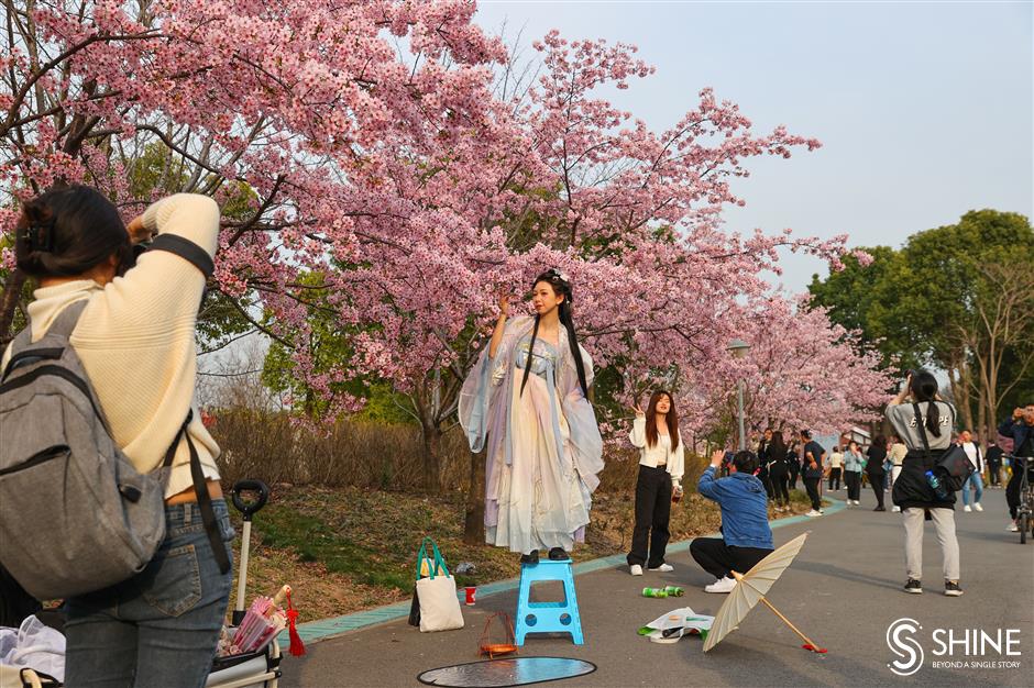 Shanghai's cherry flower festival to bloom next week