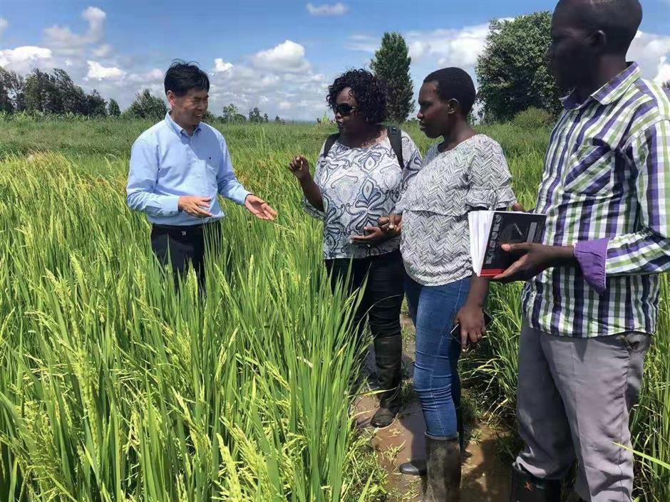 China's expertise in rice breeding set to increase food supplies in Africa