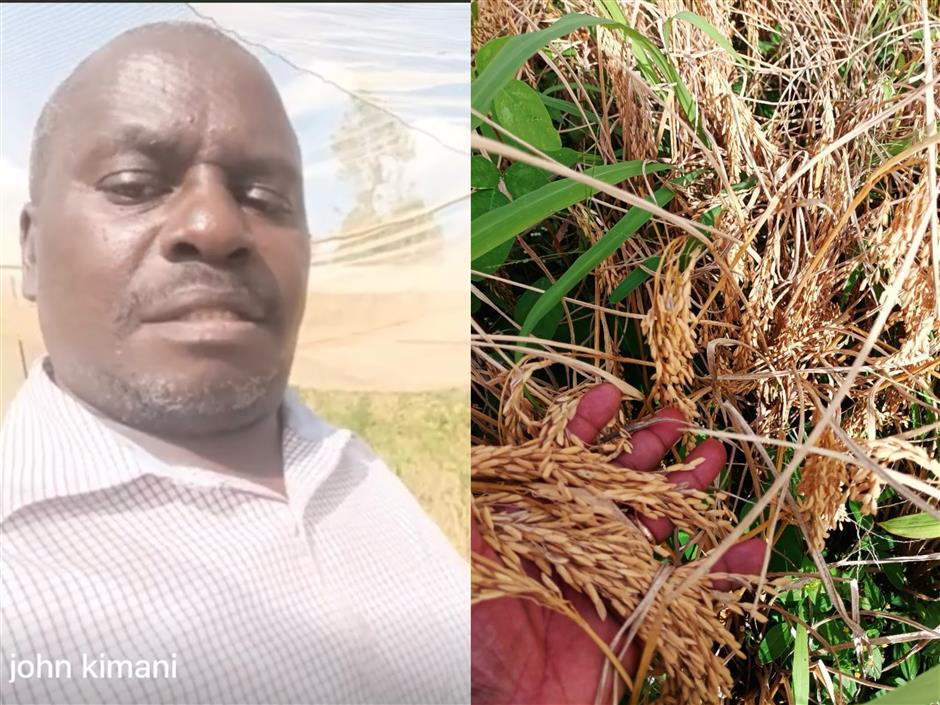 China's expertise in rice breeding set to increase food supplies in Africa